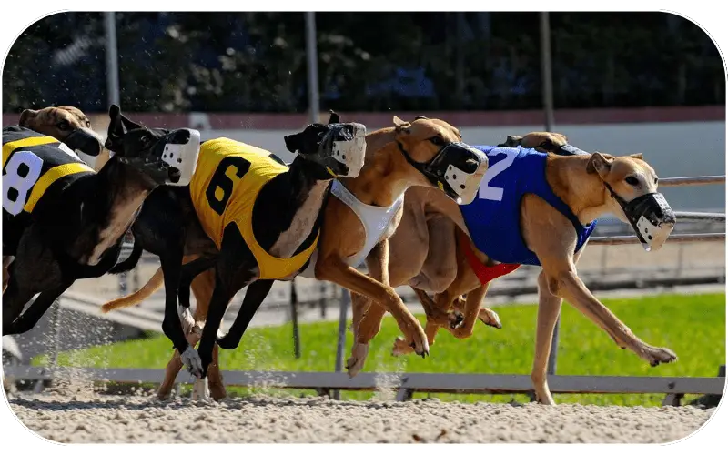 MyTiger247 greyhound racing